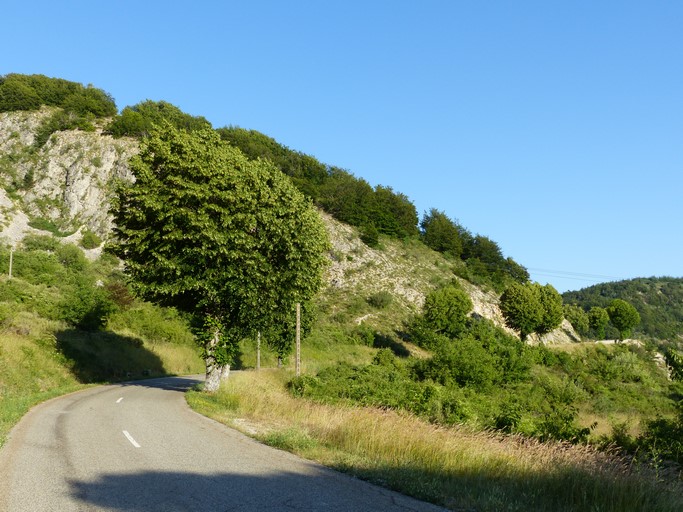 Tilleuls d'alignement, sur le bord de la R.D. 542, au quartier de Fontenelle.