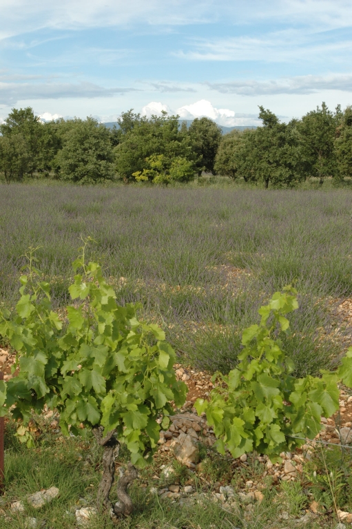 Présentation de la commune de Colonzelle