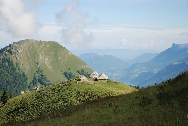 Le pastoralisme dans le Parc naturel régional du Massif des Bauges