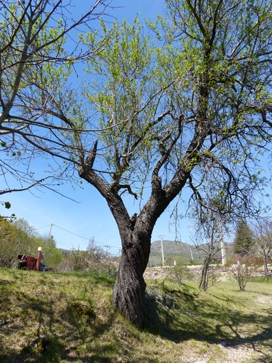 Amandier planté au bord de l'aire à battre.