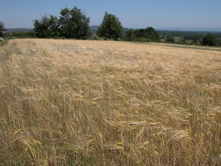 Présentation de la commune de Champdieu