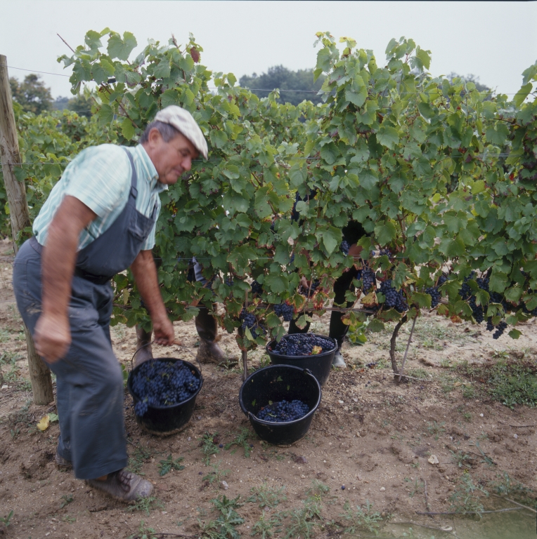 Culture et architecture de la vigne