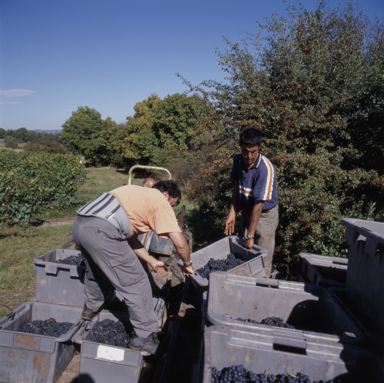 Culture et architecture de la vigne