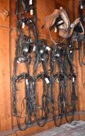 harnais pour quatre chevaux