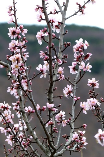 Amandier en fleurs, à la Clastre.