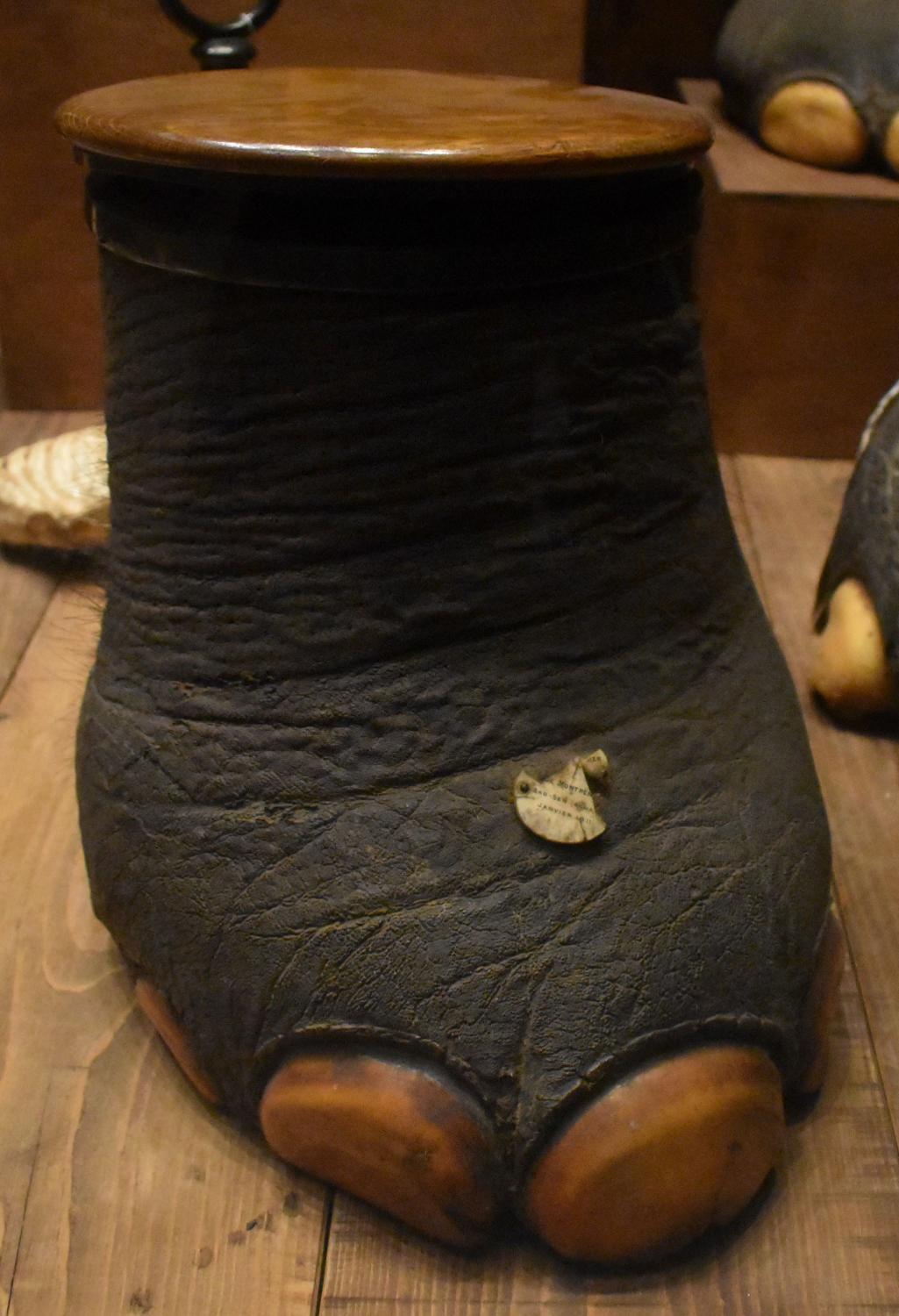 Pied d'éléphant agencé en coffret