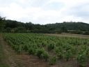 Cabane de vigneron, dite loge de vigne