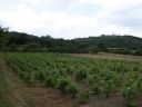 Cabane de vigneron, dite loge de vigne