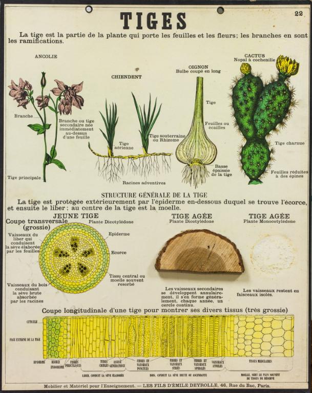 Objet de représentation d'un organisme vivant : planches de biologie scolaire