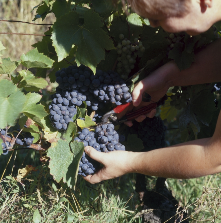 Culture et architecture de la vigne