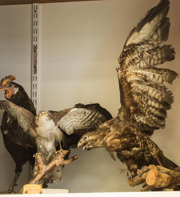 Animaux naturalisés : oiseaux