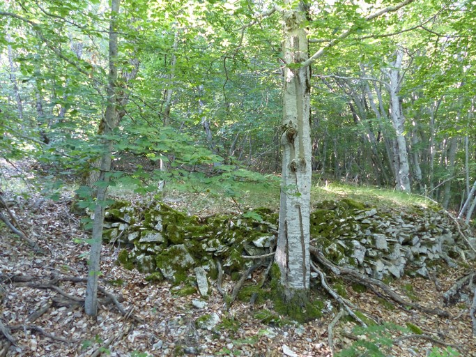 Charbonnière sur mur de soutènement, dans la forêt du Tay.