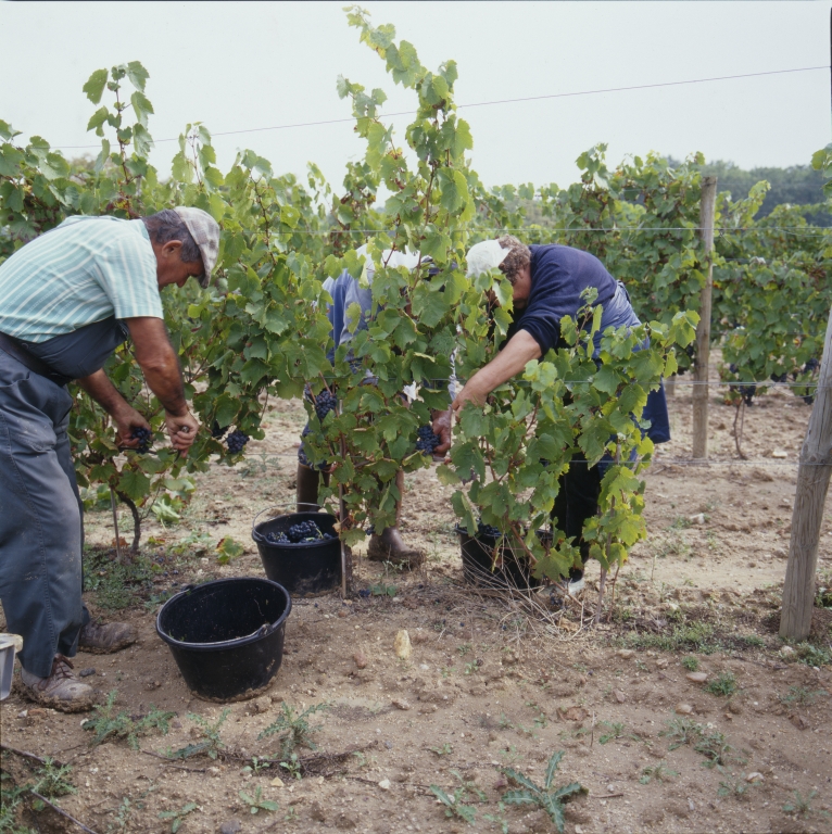 Culture et architecture de la vigne