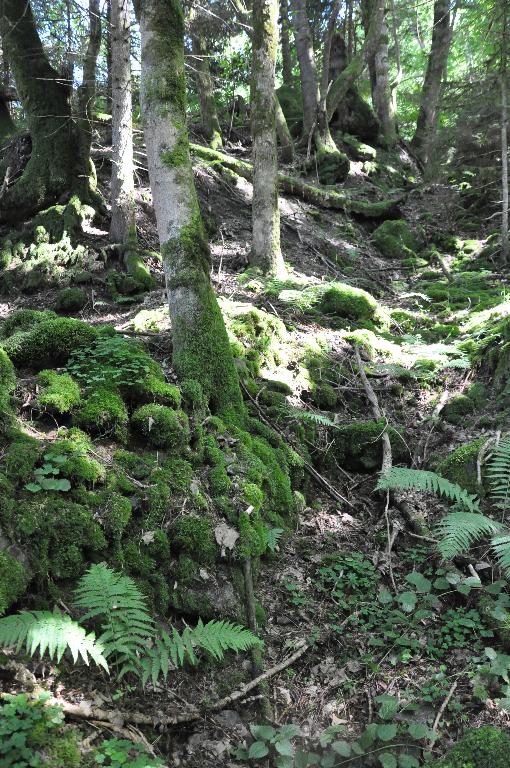 Moulin à farine, foulon, pressoir à cidre et à huile de la Léchère actuellement vestiges