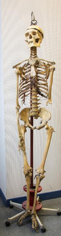 Objet de représentation d'un organisme vivant : squelette humain