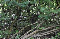 Moulins Monachon actuellement vestiges
