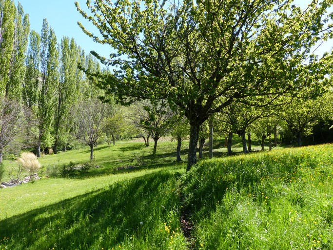 Pré à l'arrosage, complanté de cerisiers. Quartier du Moulin.