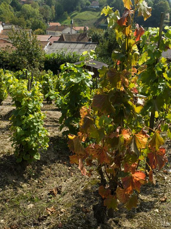 Vestiges du vignoble thiernois aux environs des Garniers.