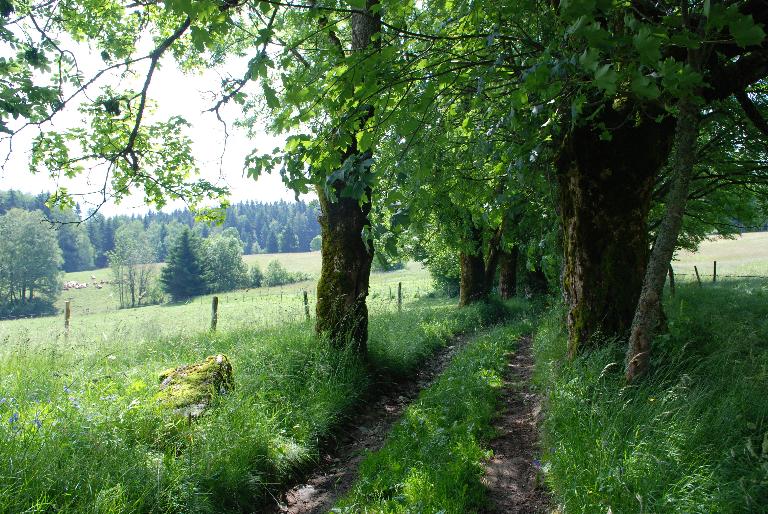 Les alpages de la montagne de Bange (Arith)