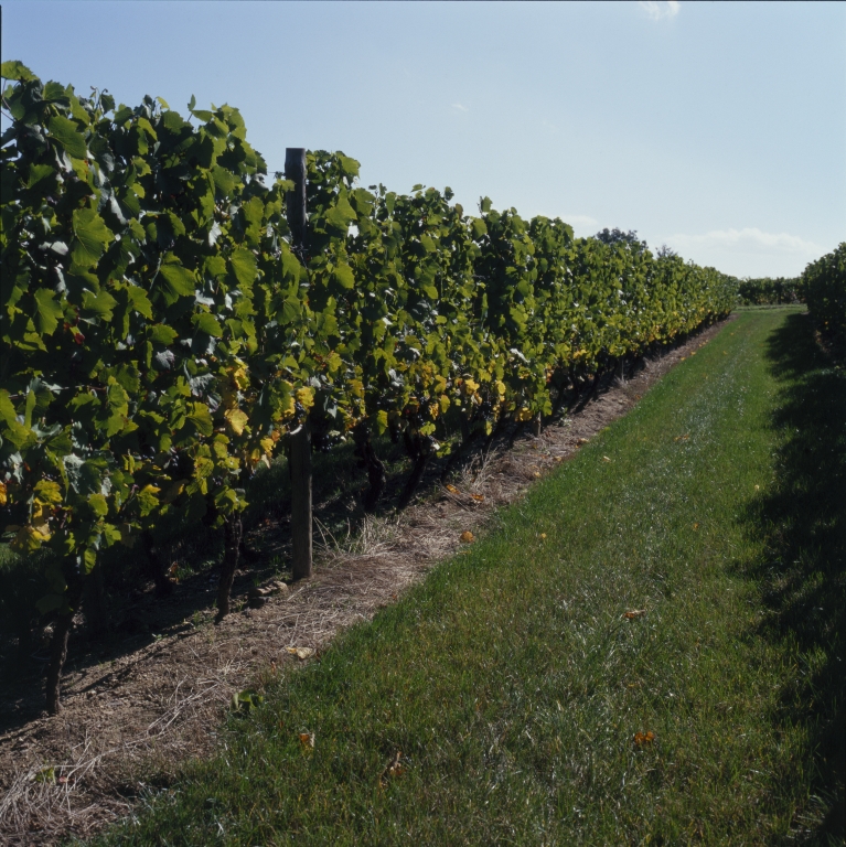Culture et architecture de la vigne