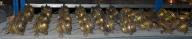 Ensemble de becs de lampes à pétrole (39)