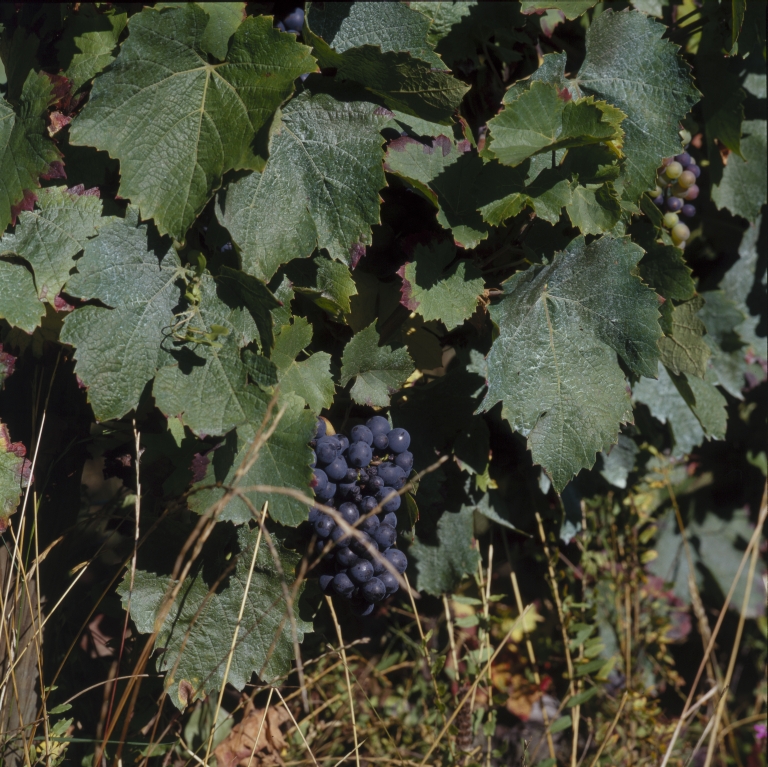 Culture et architecture de la vigne