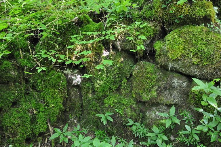 Moulins à farine, scierie, foulon, forge et battoir de Vers le moulin actuellement vestiges