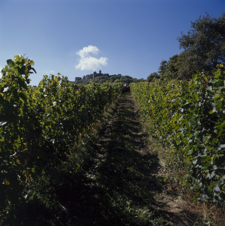 Culture et architecture de la vigne