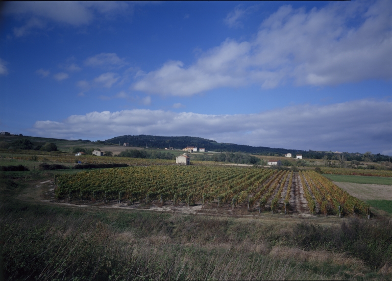 Les cabanes de vigne, dites loges de vigne, du canton de Boën et de la commune de Sail-sous-Couzan