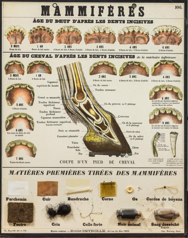 Objet de représentation d'un organisme vivant : planches de biologie scolaire