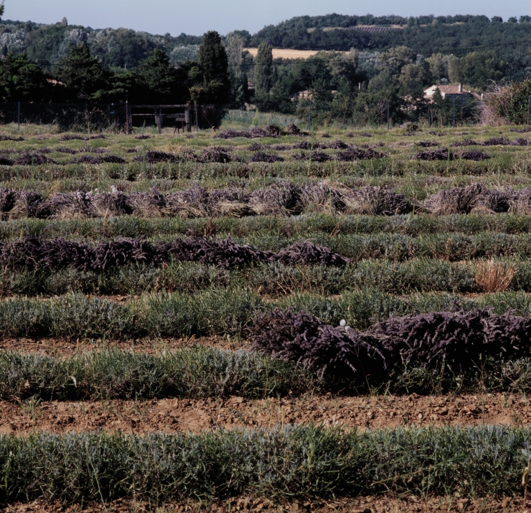 Présentation de la commune de Taulignan