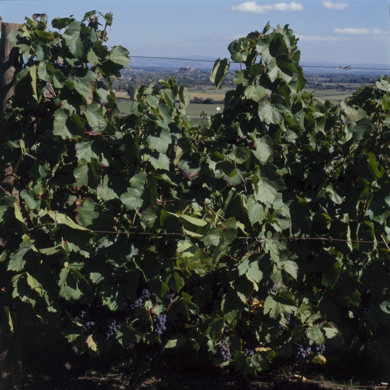 Culture et architecture de la vigne