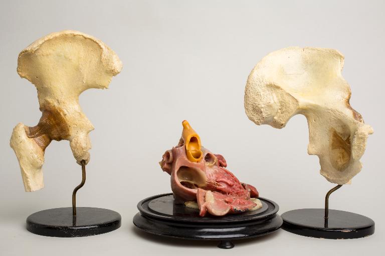 Objets de représentation d'un organisme vivant : cires anatomiques, maquettes pédagogiques et parties de squelette